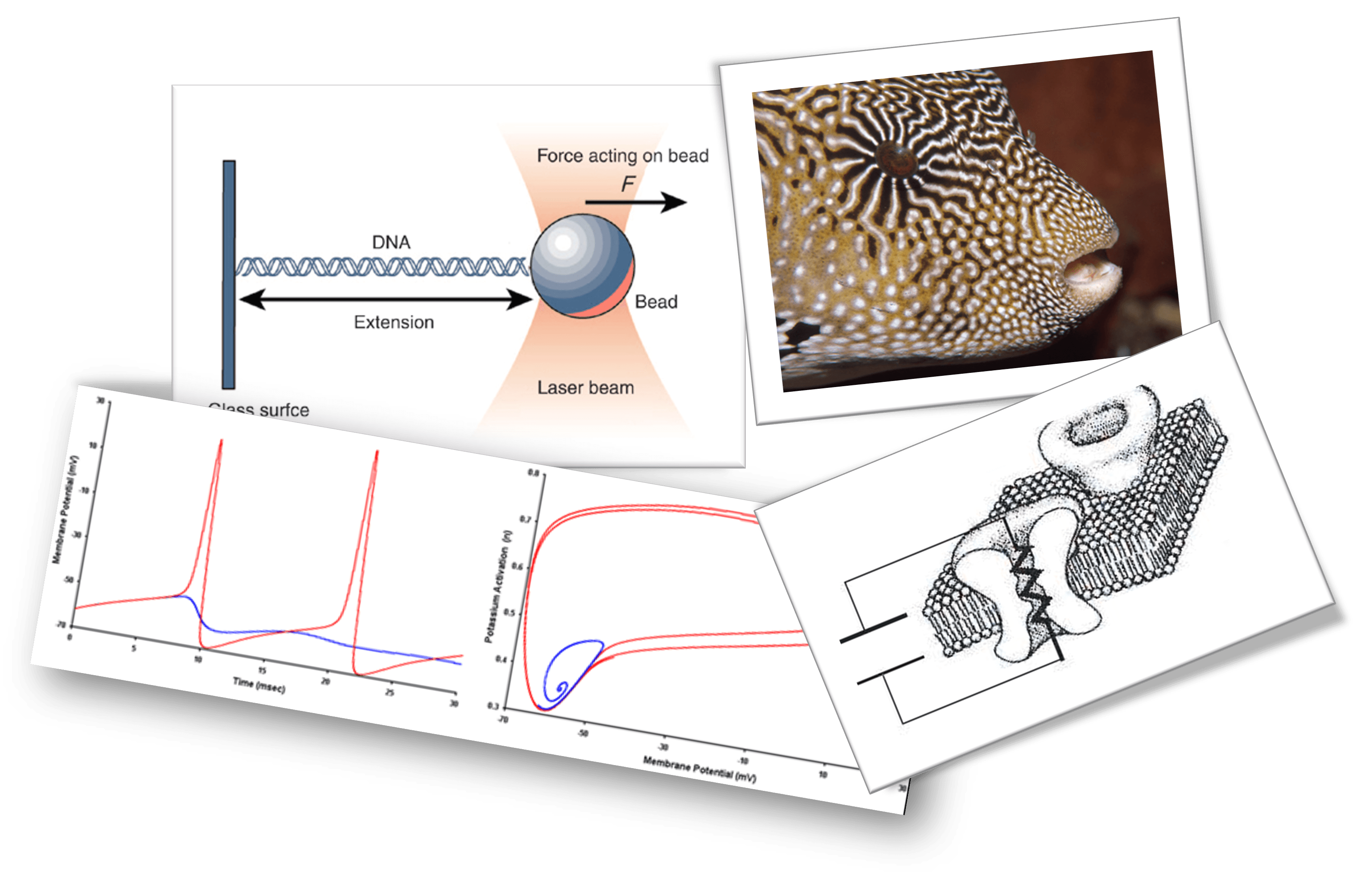 Course image for Frontiers in Biophysics